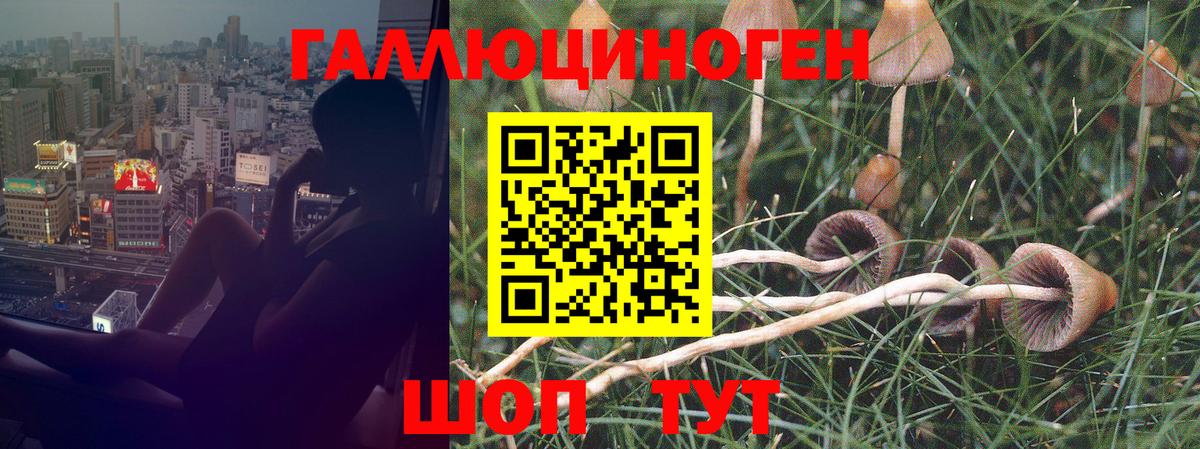 Псилоцибиновые грибы Cubensis  Псилоцибиновые грибы мицелий  Вход с VPN  наркотики  Вязьма 