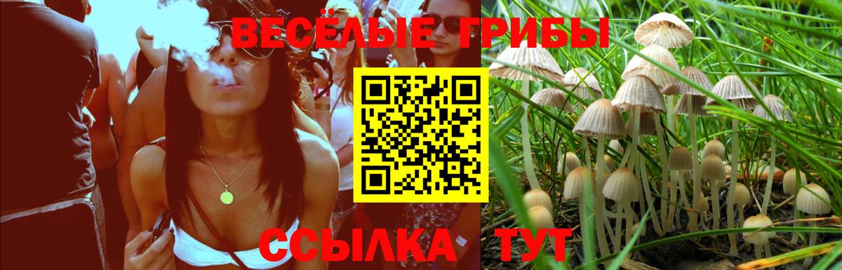 Галлюциногенные грибы Psilocybine cubensis Вязьма